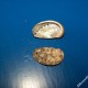 Orecchia di mare - Haliotis tubercolata_wm