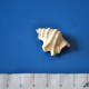Piede di pellicano - Aporrhais pespelecani_wm