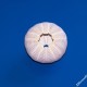 Riccio di prateria - Sphaerechinus granularis (2)_wm