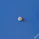 Riccio di sabbia piccolo - Echinocyamus pusillus (2)_wm