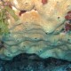 Rognone di mare, Chondrosia reniformis (1)_wm