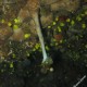 Rognone di mare, Chondrosia reniformis (2)_wm