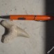 Squalo bianco - Carcharodon carcharias (2)_wm