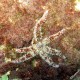 Stella variabile, Coscinasterias tenuispina (2)_wm