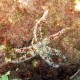 Stella variabile, Coscinasterias tenuispina (2)_wm