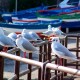 Gabbiano comune, Larus ridibundus 1_wm