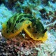 Dendrodoris limbata2_wm