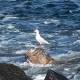 Gabbiano comune, Larus ridibundus 2_wm