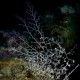 Stella gorgone, Astrospartus mediterraneus (1)_wm