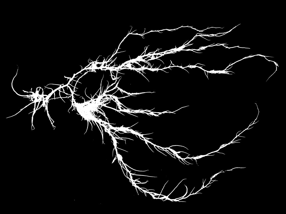 Morphometric and fractal analysis