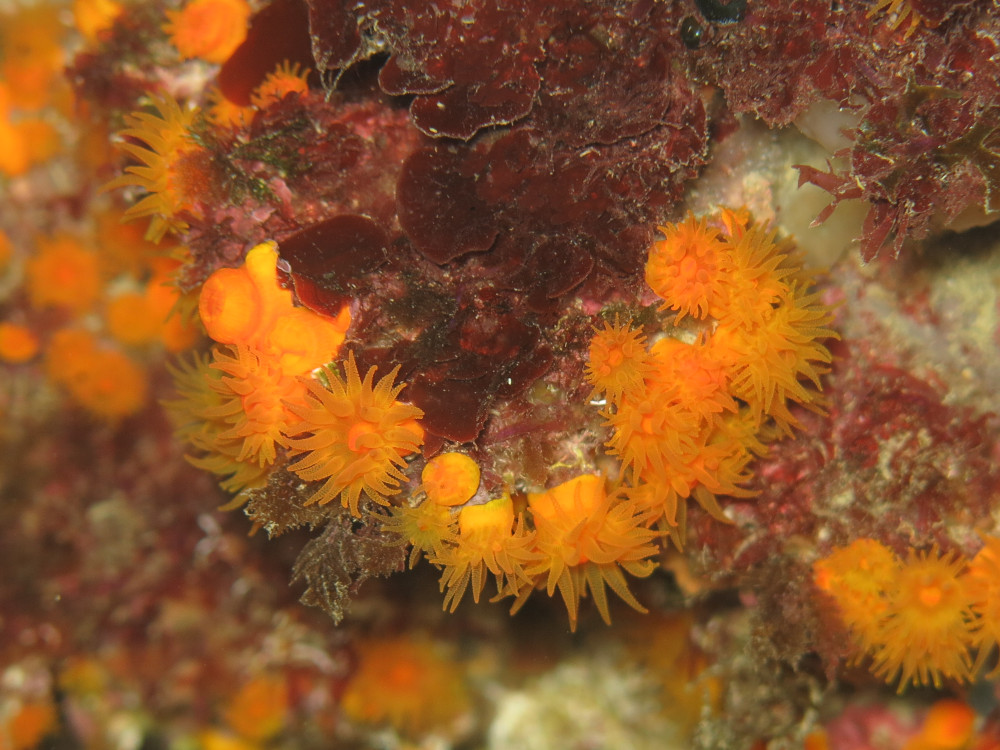 Benthos and coral health monitoring